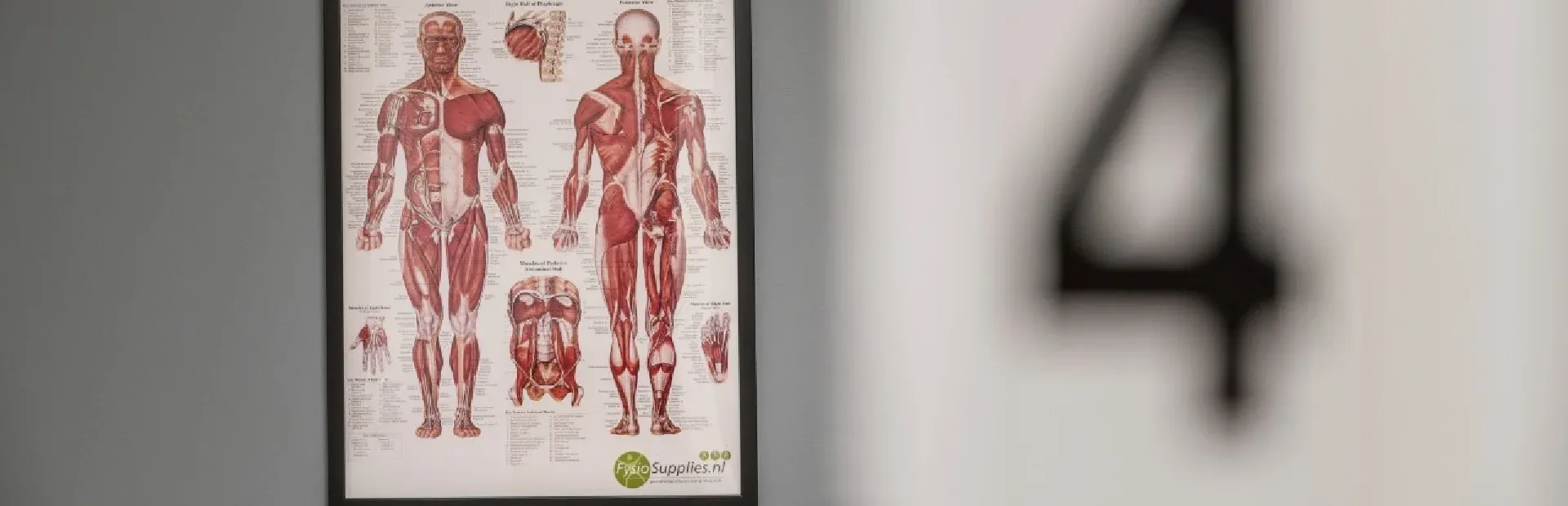 Anatomisk plansch över kroppens muskler